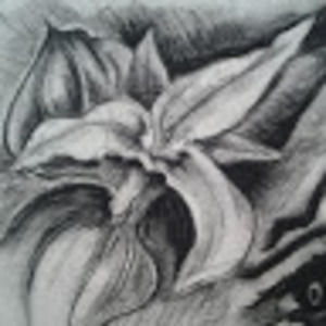 Meet your Posher, Lauriana